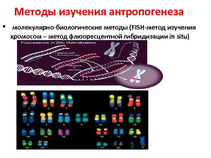 Методы изучения эволюции