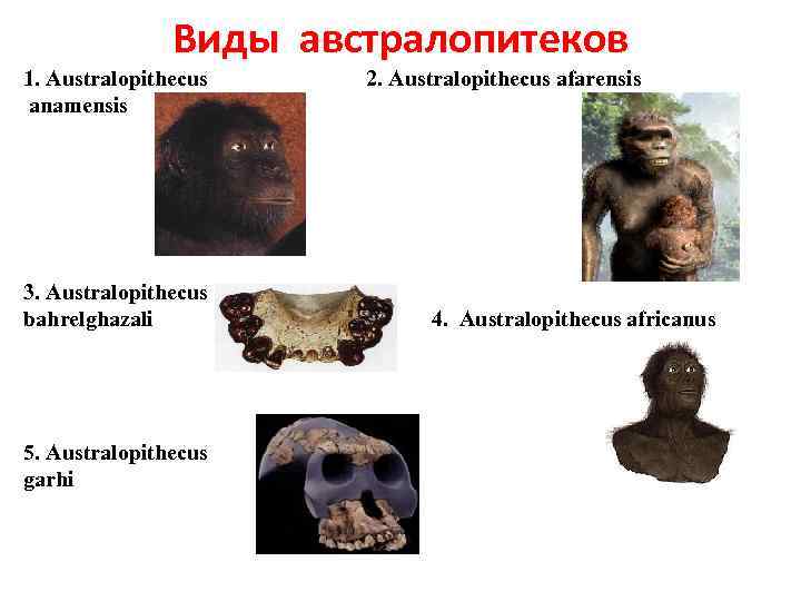 Виды австралопитеков 1. Australopithecus anamensis 3. Australopithecus bahrelghazali 5. Australopithecus garhi 2. Australopithecus afarensis