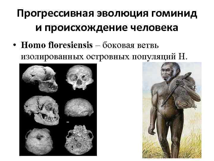 Прогрессивная эволюция гоминид и происхождение человека • Homo floresiensis – боковая ветвь изолированных островных