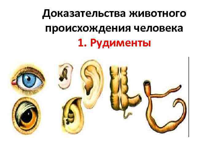 Рудимент третьего века. Рудимент третьего века у человека. Доказательства животного происхождения человека.