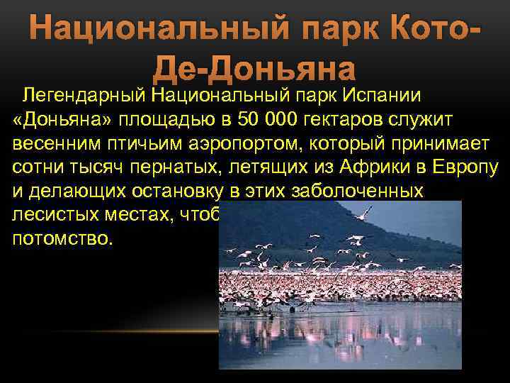 Национальный парк Кото. Де-Доньяна Легендарный Национальный парк Испании «Доньяна» площадью в 50 000 гектаров