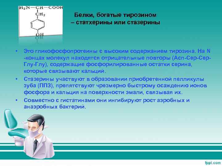 Белки, богатые тирозином – статхерины или стазерины • • • Это гликофосфопротеины с высоким