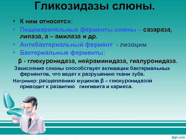 Гликозидазы слюны. • К ним относятся: • Пищеварительные ферменты слюны – сазараза, липаза, a