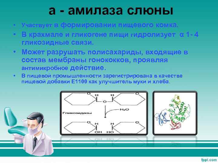 a - амилаза слюны • Участвует в формировании пищевого комка. • В крахмале и