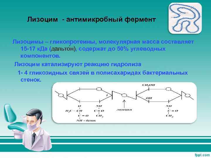 Лизоцим - антимикробный фермент Лизоцимы – гликопротеины, молекулярная масса составляет 15 -17 к. Да