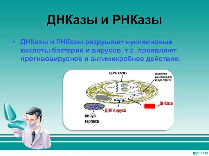 ДНКазы и РНКазы • ДНКазы и РНКазы разрушают нуклеиновые кислоты бактерий и вирусов, т.