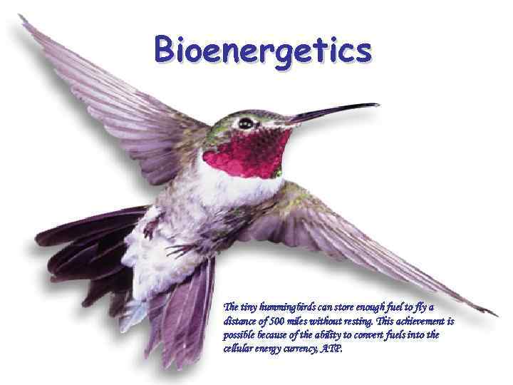 Bioenergetics The tiny hummingbirds can store enough fuel to fly a distance of 500