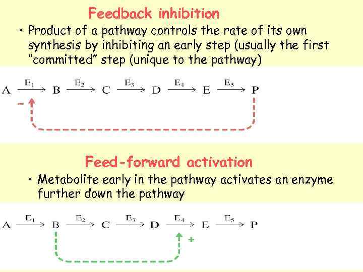 Feedback inhibition • Product of a pathway controls the rate of its own synthesis