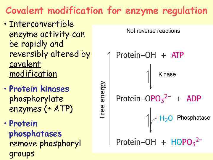 Covalent modification for enzyme regulation • Interconvertible enzyme activity can be rapidly and reversibly