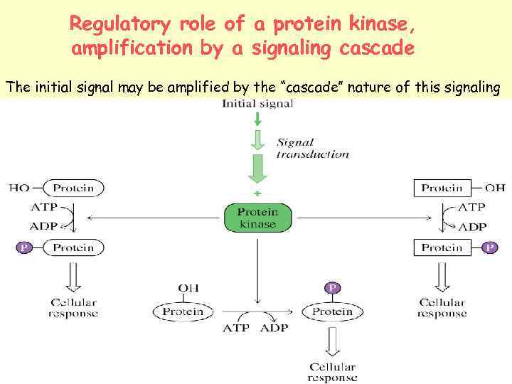 Regulatory role of a protein kinase, amplification by a signaling cascade The initial signal