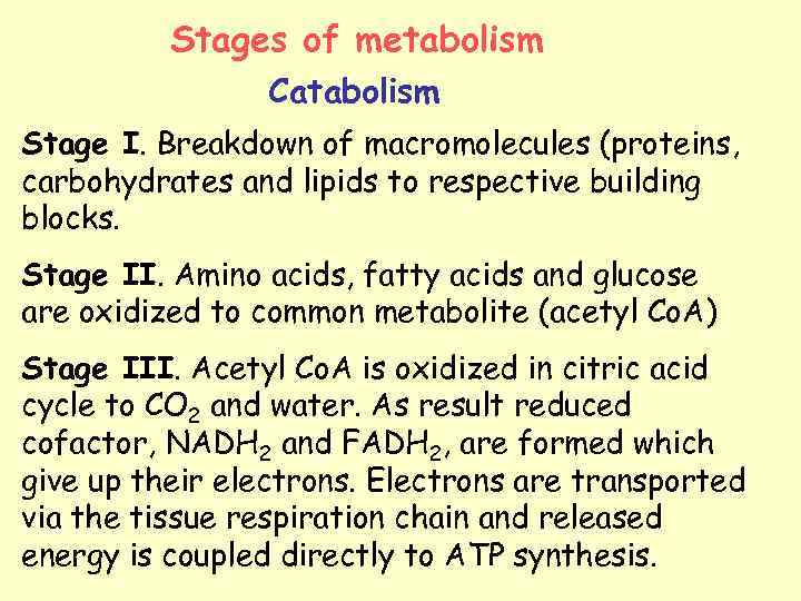 Stages of metabolism Catabolism Stage I. Breakdown of macromolecules (proteins, carbohydrates and lipids to