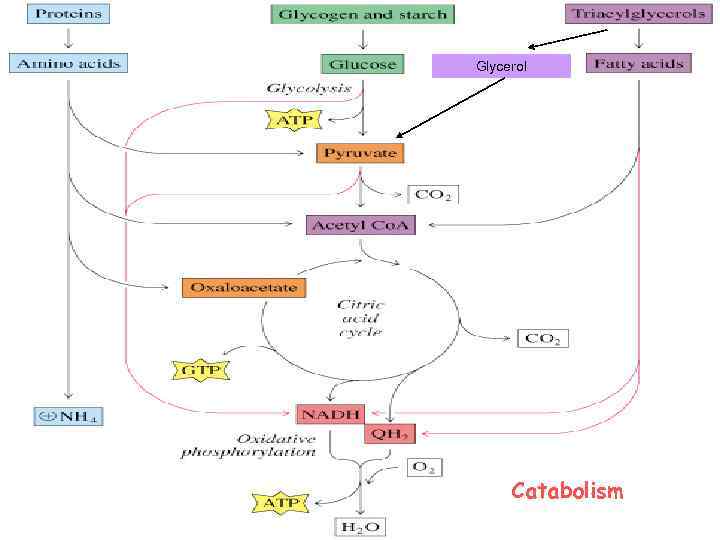 Glycerol Catabolism 