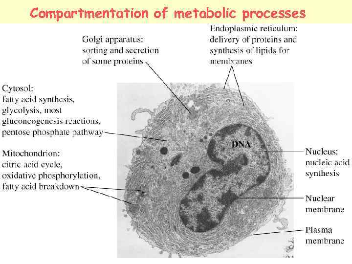 Compartmentation of metabolic processes 