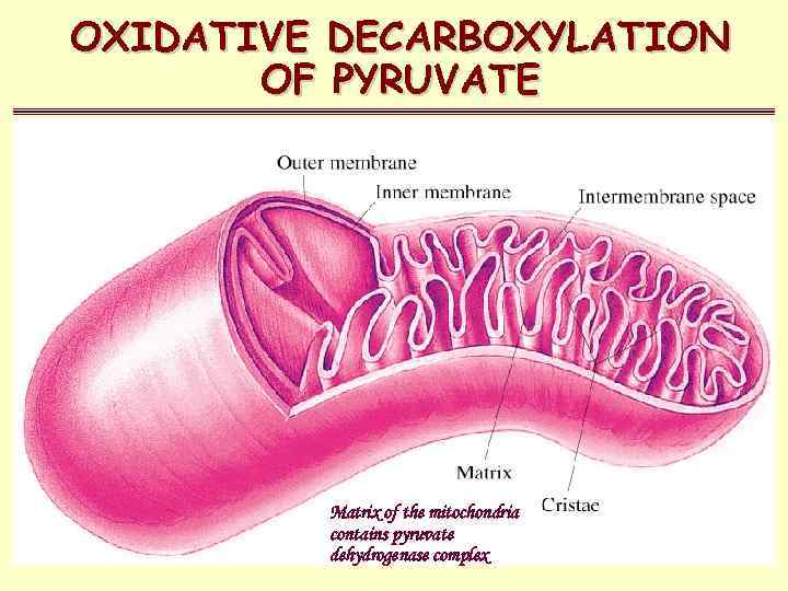 OXIDATIVE DECARBOXYLATION OF PYRUVATE Matrix of the mitochondria contains pyruvate dehydrogenase complex 