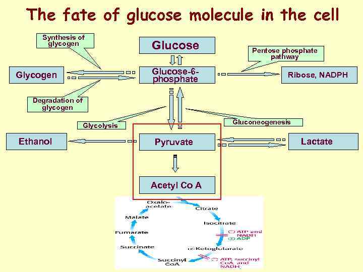 The fate of glucose molecule in the cell Synthesis of glycogen Glucose-6 phosphate Glycogen