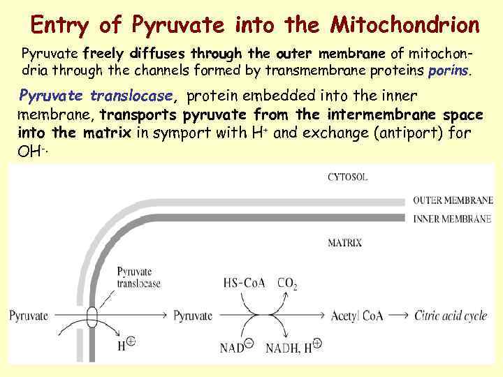 Entry of Pyruvate into the Mitochondrion Pyruvate freely diffuses through the outer membrane of