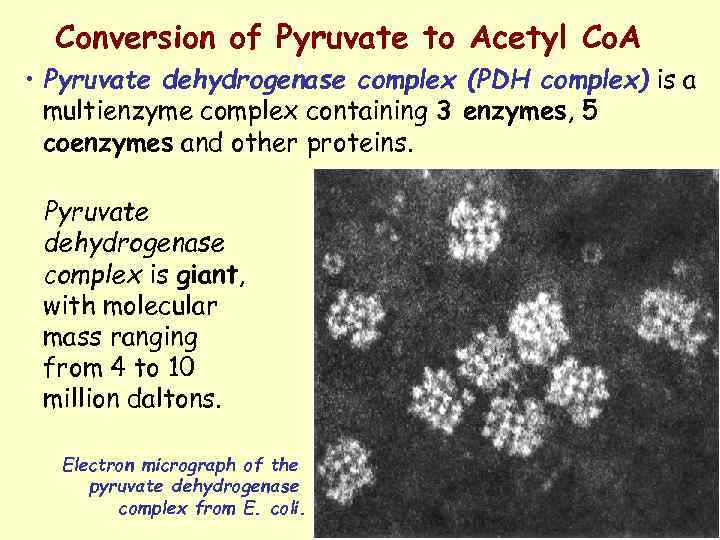 Conversion of Pyruvate to Acetyl Co. A • Pyruvate dehydrogenase complex (PDH complex) is