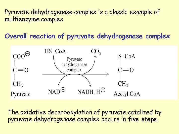 Pyruvate dehydrogenase complex is a classic example of multienzyme complex Overall reaction of pyruvate