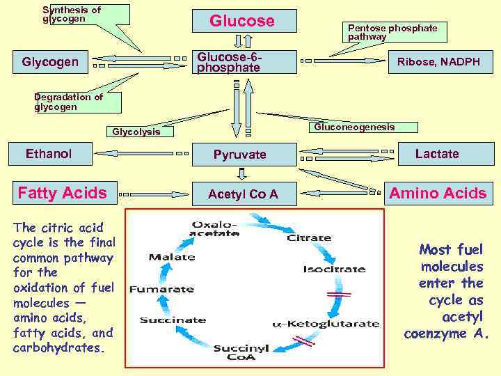 Synthesis of glycogen Glucose Pentose phosphate pathway Glucose-6 phosphate Glycogen Ribose, NADPH Degradation of