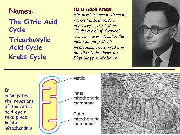 Names: The Citric Acid Cycle Tricarboxylic Acid Cycle Krebs Cycle In eukaryotes the reactions