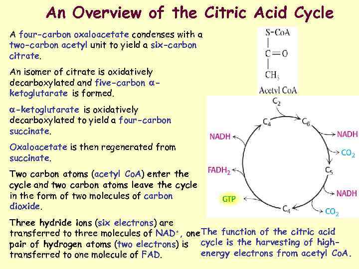 An Overview of the Citric Acid Cycle A four-carbon oxaloacetate condenses with a two-carbon