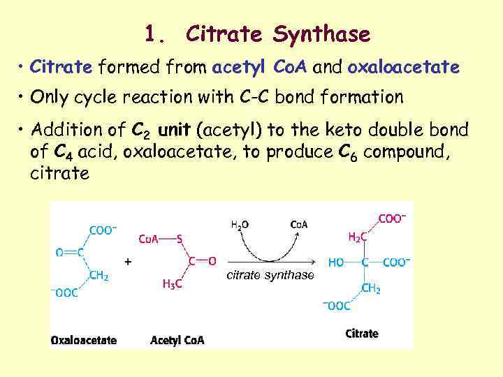 1. Citrate Synthase • Citrate formed from acetyl Co. A and oxaloacetate • Only