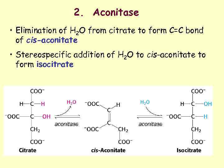 2. Aconitase • Elimination of H 2 O from citrate to form C=C bond