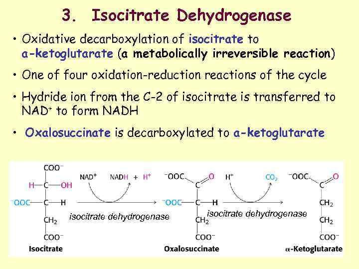 3. Isocitrate Dehydrogenase • Oxidative decarboxylation of isocitrate to a-ketoglutarate (a metabolically irreversible reaction)