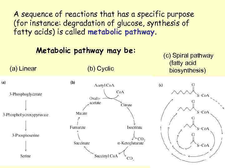 A sequence of reactions that has a specific purpose (for instance: degradation of glucose,