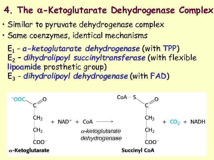 4. The -Ketoglutarate Dehydrogenase Complex • Similar to pyruvate dehydrogenase complex • Same coenzymes,