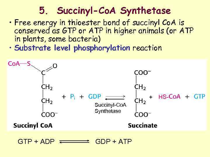 5. Succinyl-Co. A Synthetase • Free energy in thioester bond of succinyl Co. A