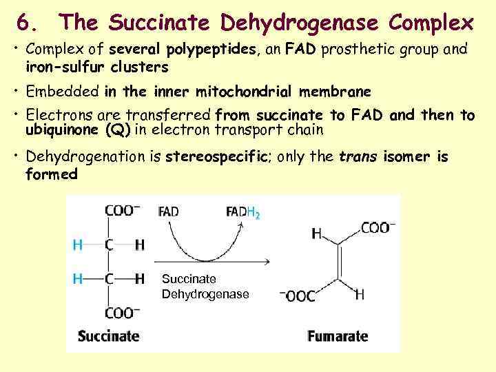 6. The Succinate Dehydrogenase Complex • Complex of several polypeptides, an FAD prosthetic group