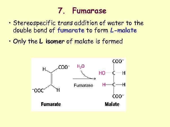 7. Fumarase • Stereospecific trans addition of water to the double bond of fumarate