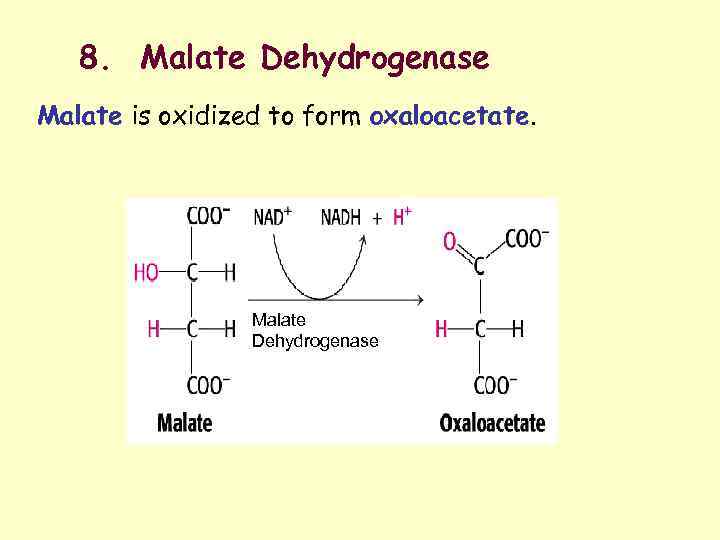 8. Malate Dehydrogenase Malate is oxidized to form oxaloacetate. Malate Dehydrogenase 