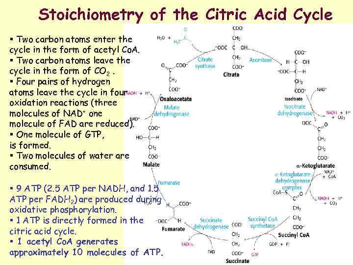 Stoichiometry of the Citric Acid Cycle § Two carbon atoms enter the cycle in