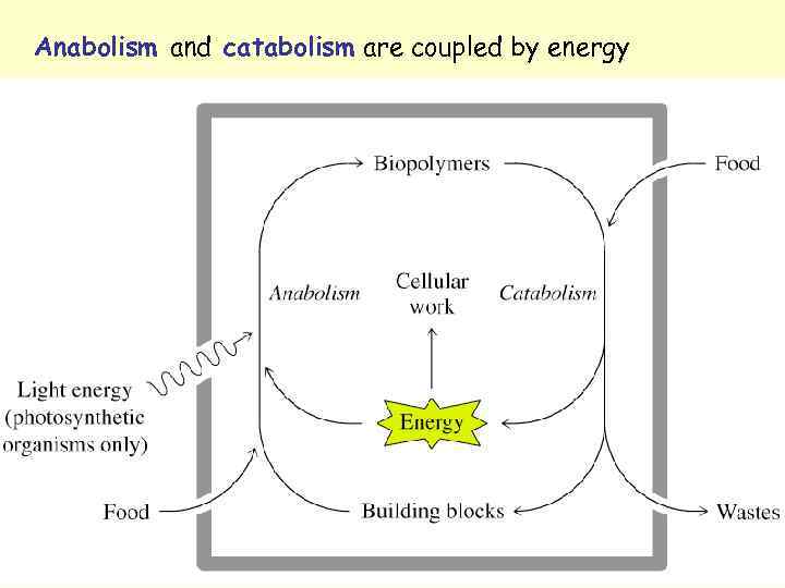 Anabolism and catabolism are coupled by energy 