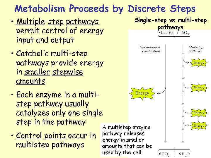 Metabolism Proceeds by Discrete Steps • Multiple-step pathways permit control of energy input and