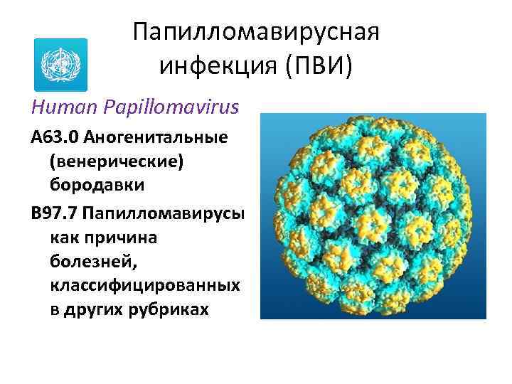 Папилломавирусная инфекция (ПВИ) Human Papillomavirus A 63. 0 Аногенитальные (венерические) бородавки B 97. 7