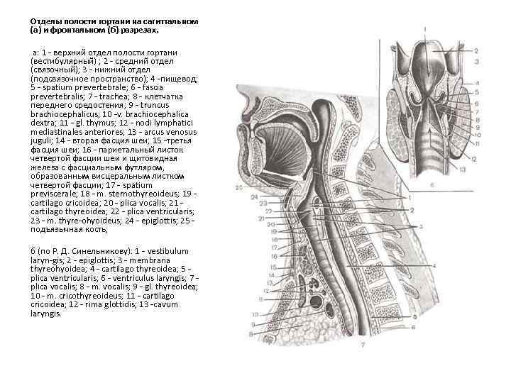 Слои грудной клетки на сагиттальном распиле схема