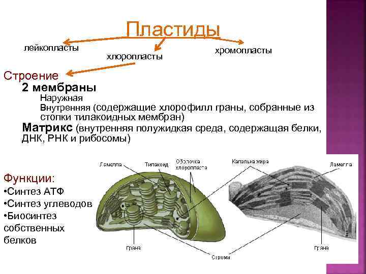 Внутренне содержащие