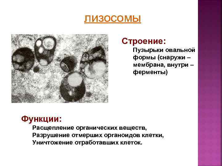 лизосомы Строение: Пузырьки овальной формы (снаружи – мембрана, внутри – ферменты) Функции: Расщепление органических