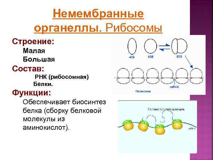 Немембранные органеллы. Рибосомы Строение: Малая Большая Состав: РНК (рибосомная) Белки. Функции: Обеспечивает биосинтез белка