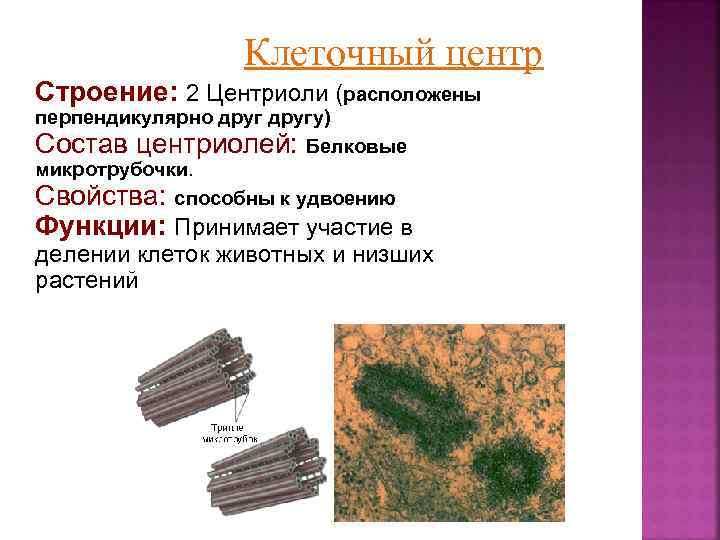 Центриоли клеточного центра