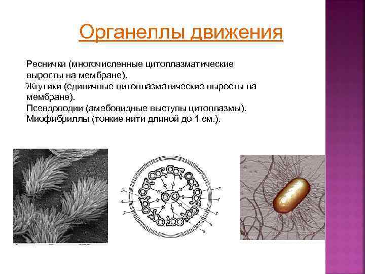 Функция жгутиков и ресничек. Органеллы движения реснички жгутики. Органоиды движения жгутики. Реснички и жгутики строение рисунок. Жгутики реснички псевдоподии.