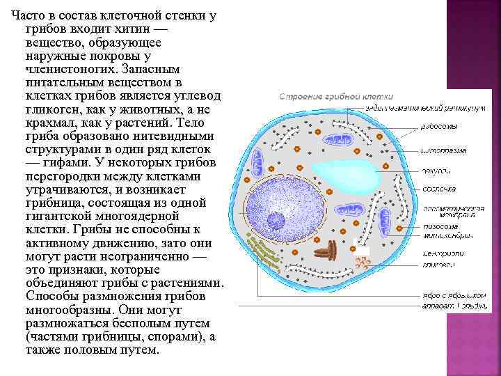 Клетка состоит из хитина