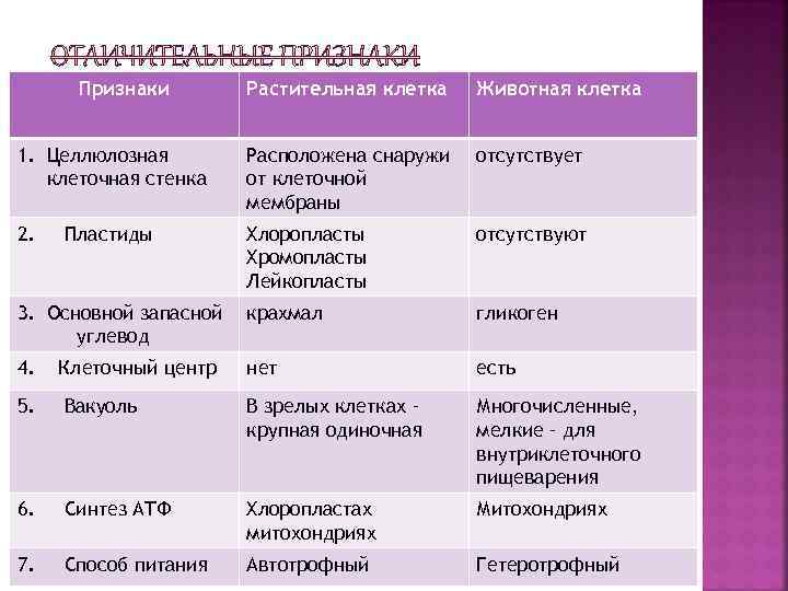 Признаки Растительная клетка Животная клетка 1. Целлюлозная клеточная стенка Расположена снаружи от клеточной мембраны