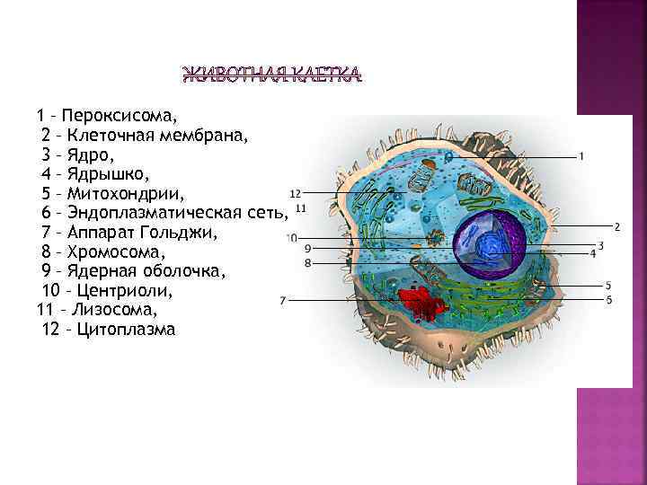 На рисунке цитоплазма обозначена цифрой. Цитоплазматическая мембрана — ; ядро — ; лизосомы — .. Лизосомы эндоплазматическая сеть ядро цитоплазма. Мембрана ядра клетки. Клеточная мембрана ядрышко.