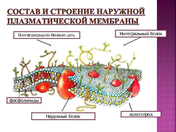 СОСТАВ И СТРОЕНИЕ НАРУЖНОЙ ПЛАЗМАТИЧЕСКОЙ МЕМБРАНЫ Олигосахаридная боковая цепь Интегральный белок фосфолипиды Наружный белок