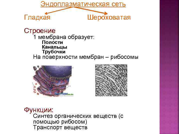 Эндоплазматическая сеть Гладкая Шероховатая Строение 1 мембрана образует: Полости Канальцы Трубочки На поверхности мембран