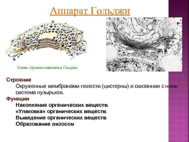 Особенности строения комплекса гольджи